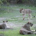 ZMB NOR SouthLuangwa 2016DEC10 NP 050 : 2016, 2016 - African Adventures, Africa, Date, December, Eastern, Month, National Park, Northern, Places, South Luangwa, Trips, Year, Zambia